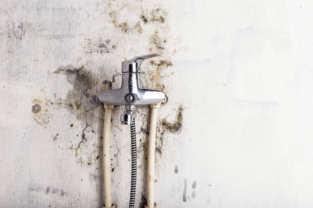 Best Insurance-Related Mold Remediation in Williamstown, WV