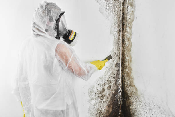 Best Emergency Mold Remediation in Williamstown, WV