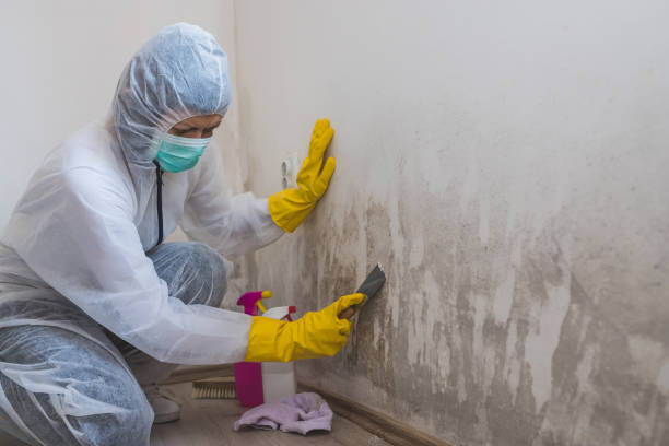 Best DIY Mold Remediation Support Services in Williamstown, WV