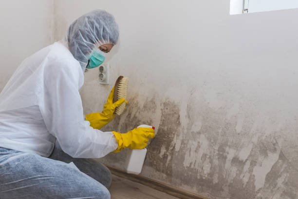 Best HVAC Mold Remediation in Williamstown, WV