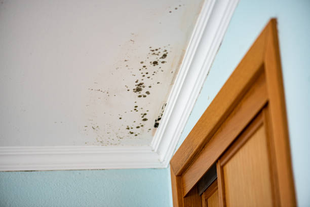 Best Crawl Space Mold Remediation in Williamstown, WV