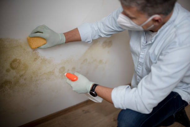 Best Residential Mold Remediation in Williamstown, WV