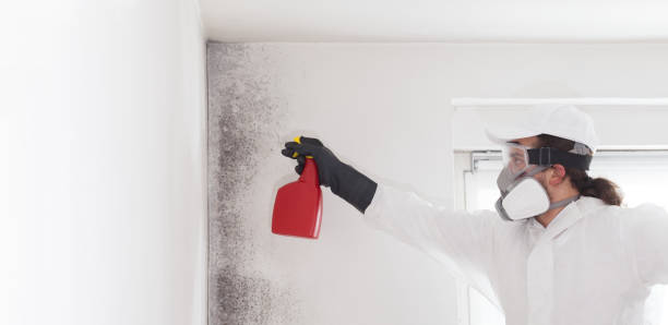 Best Mold Remediation for Schools in Williamstown, WV