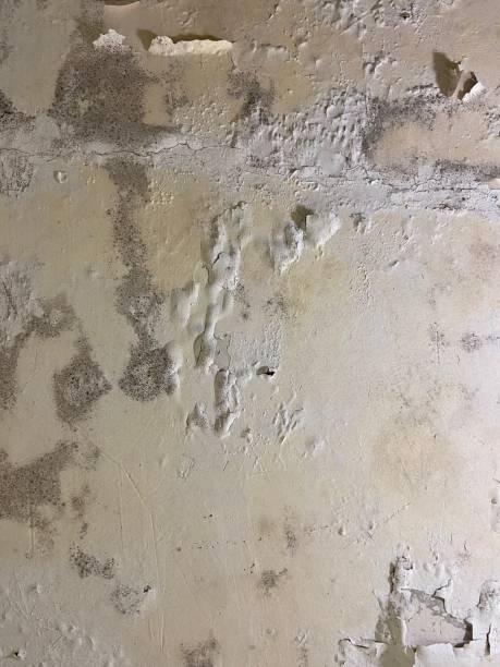 Best Basement Mold Remediation in Williamstown, WV