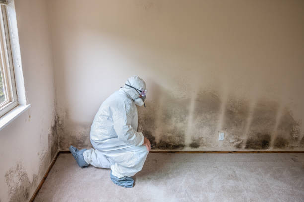  Williamstown, WV Mold Removal Pros