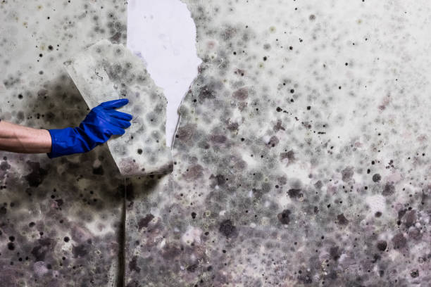 Best Preventive Mold Services in Williamstown, WV
