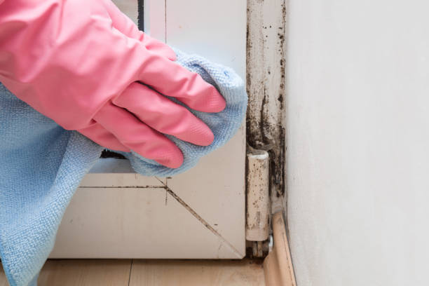 Best Bathroom Mold Remediation in Williamstown, WV